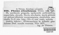 Phoma ailanthina image